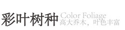 彩叶树种系列