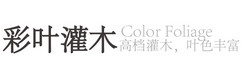彩叶灌木系列