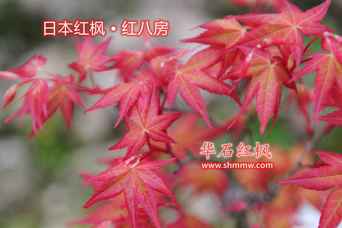 日本红枫 • 红八房
