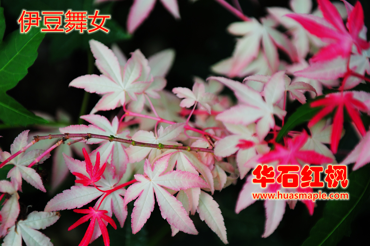 日本楓樹品種：伊豆蛹子