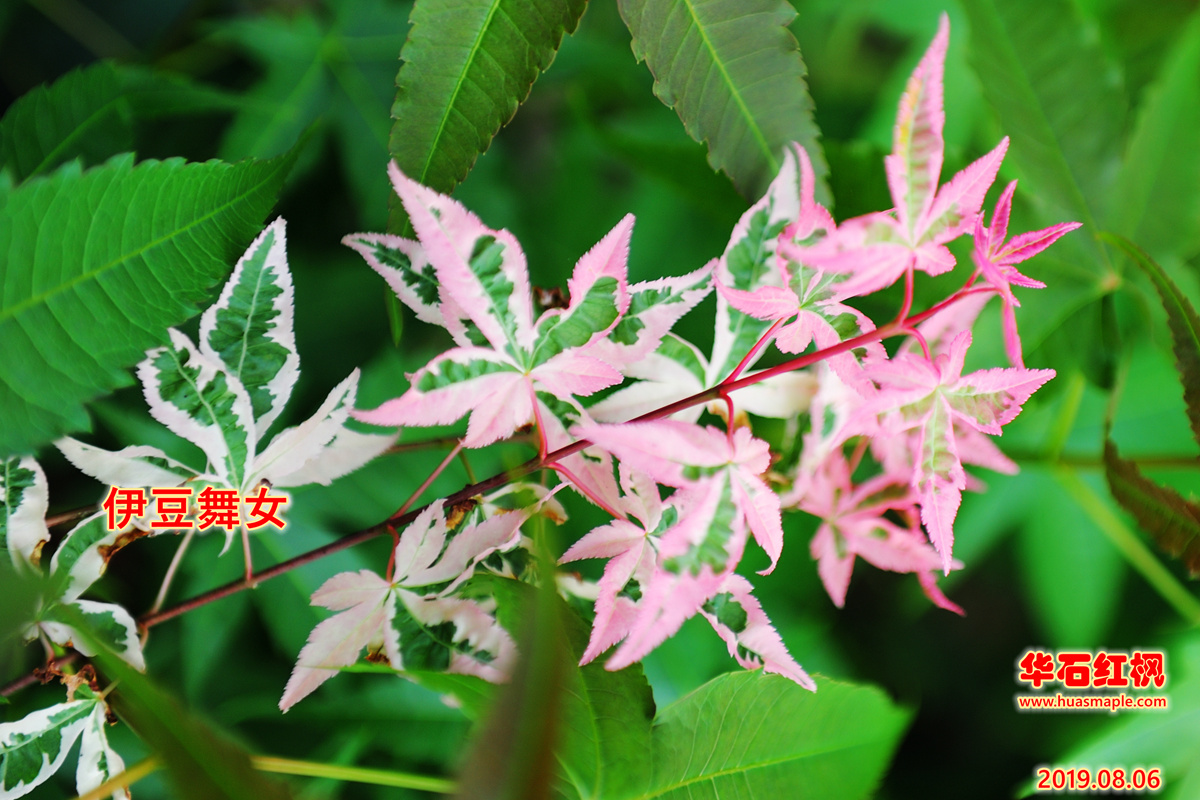 日本楓樹品種：伊豆蛹子