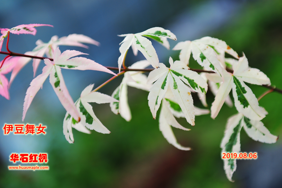 日本枫树品种：伊豆蛹子