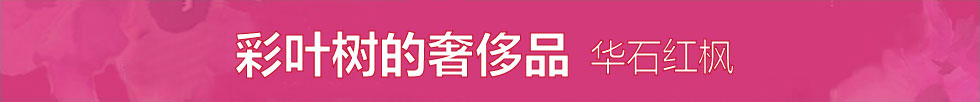 华石美国红枫2010年秋色