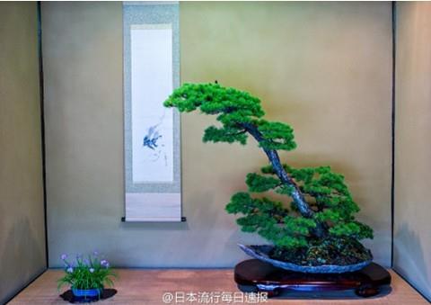 日本：每年都有盆栽艺术展 由日本首相担任裁判