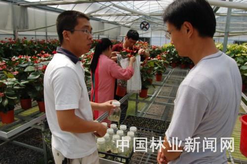 东方花卉公司技术人员在红掌车间进行交流。