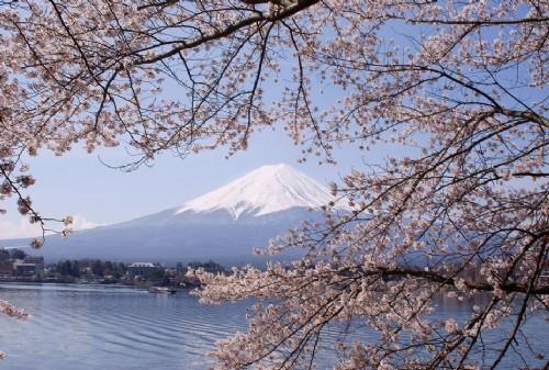日本最美樱花赏