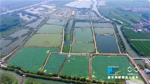 图为航拍青西郊野公园生态保育区湿地荷塘。