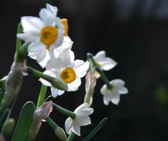 大雪节气活力花木有几何-美国红点红枫|秋火焰