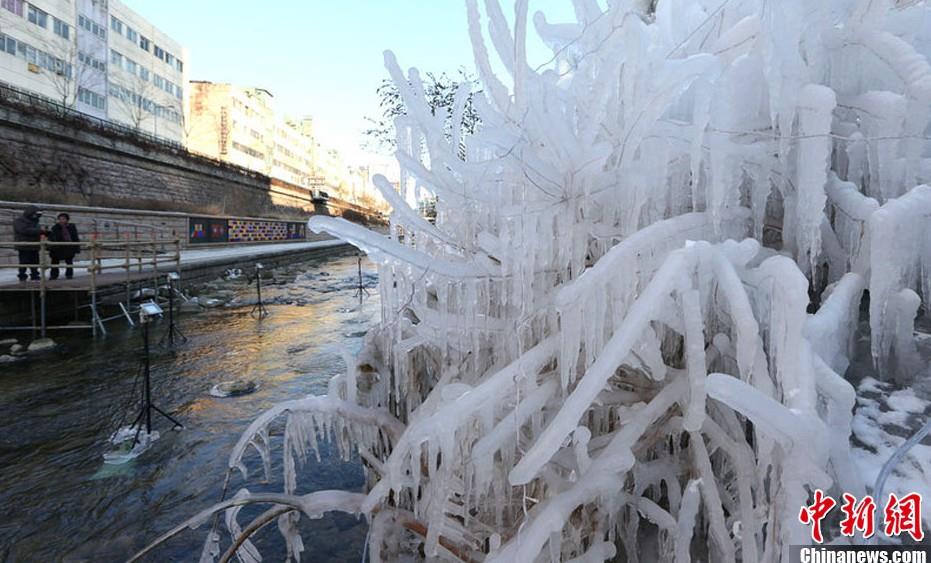 韩国迎来入冬最冷一天 街头树木变冰雕