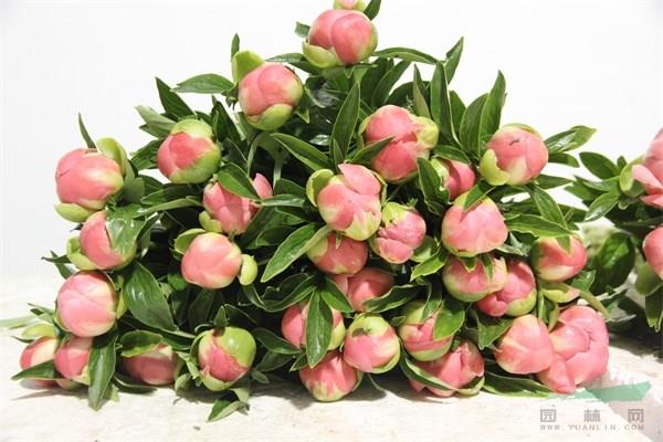 花蕾飽滿圓潤(rùn)的芍藥切花