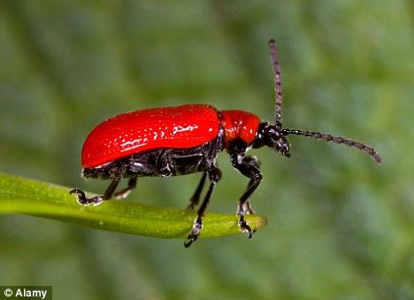 图2 血色百合甲虫：这种昆虫之前只发现与英格兰南部，现已传播到英国其他地区