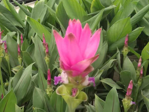 云南玉溪彩云花卉有限公司姜荷花