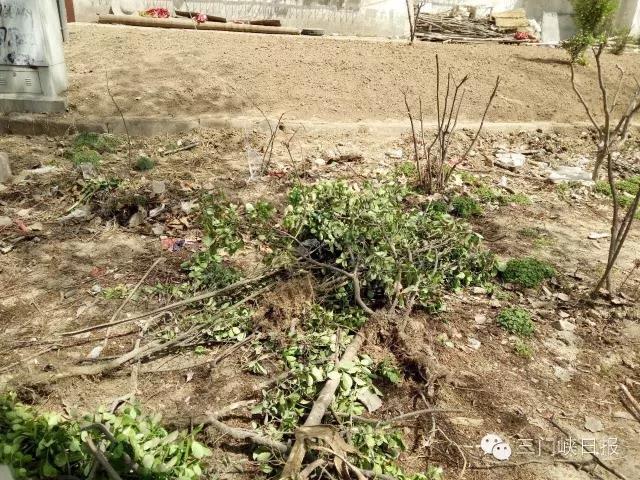 打造城市绿肺：探访绿化苗木基地