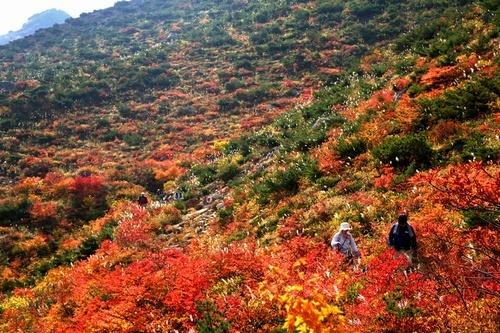 日本福岛县安达太良山红叶似火 恢复一片生机