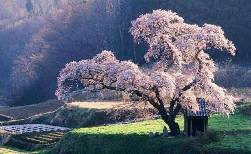 日本最美樱花赏