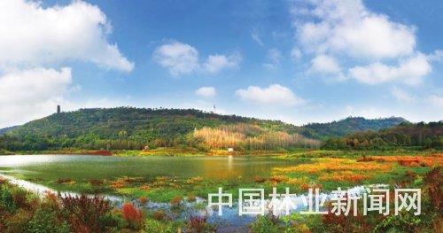 两江新区照母山森林公园