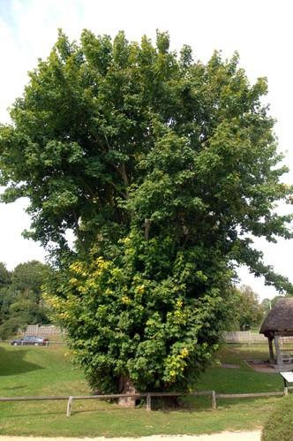 英国最牛的六棵树