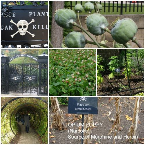 英国毒物花园开园迎客 展出各类有毒植物
