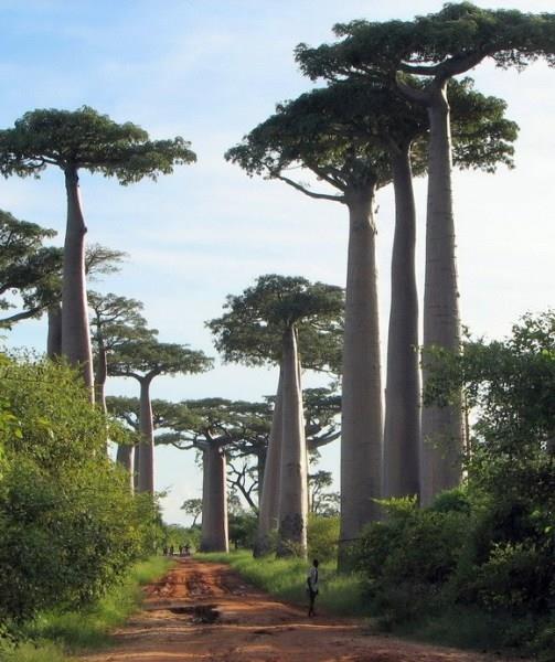 盘点地球上7座最奇特森林 猴面包树大道上榜