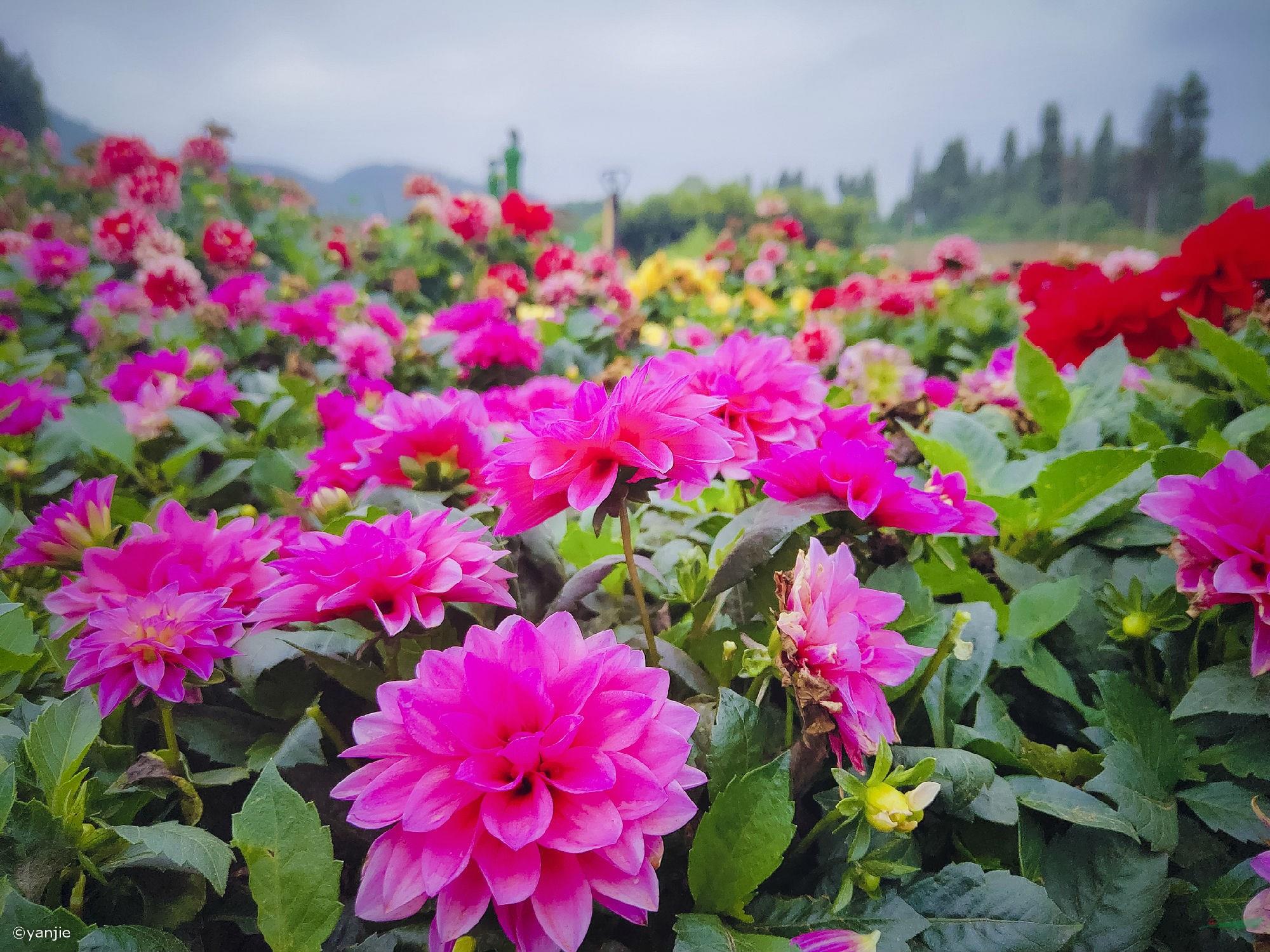 昆明花仙子醉蝶花花海盛景迷人.jpg