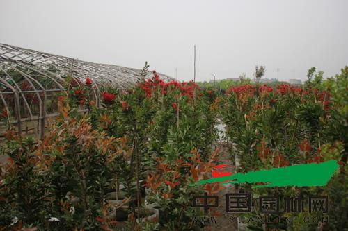 “光彩照人”红花红千层苗圃基地