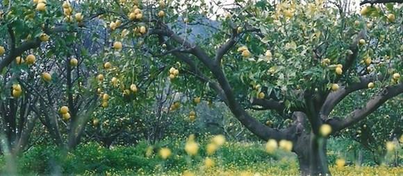 野苹果林