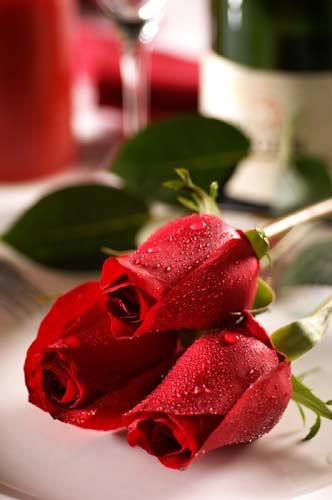 玫瑰花占俄罗斯进口花卉的46%