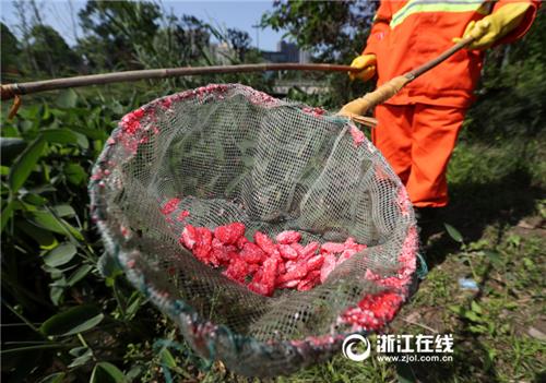 浙江:杭州围剿福寿螺