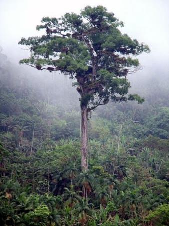 世界十大最古老树木：4800岁地狐尾松问鼎