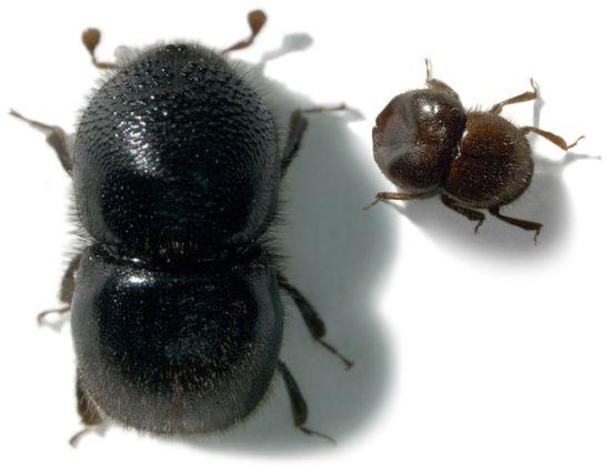 极端两性异形(2)。左侧是巴布亚新几内亚的一只雌性hadrodemius globus。右侧是它的兄弟，这种雄性甲虫没有翅膀。