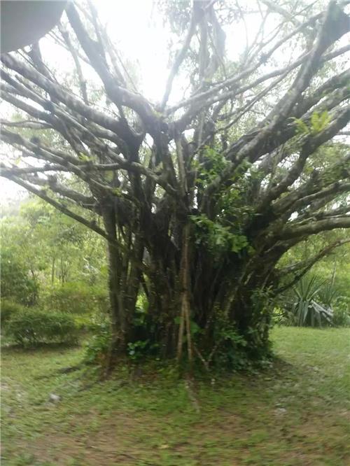 雨中游览