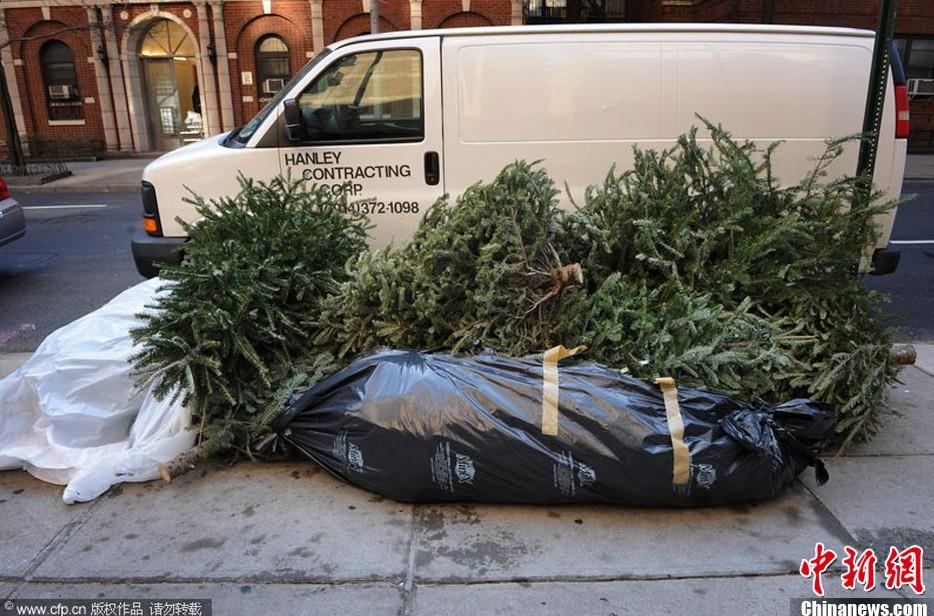 纽约启动圣诞树回收计划 将用于城市绿化肥料