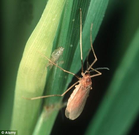 图4 萱草稻瘿蚊:很多百合和草本植物，诸如迷迭香和鼠尾草正受着外来物种的危害