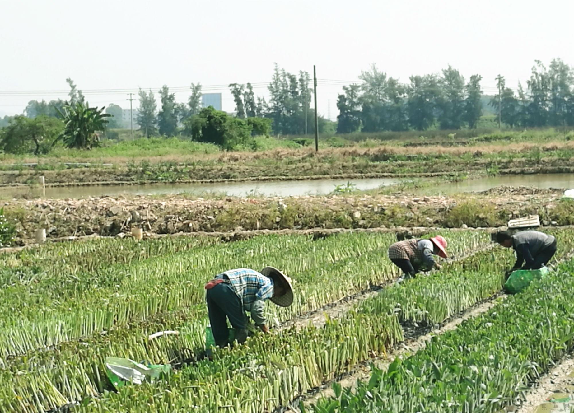 公司標(biāo)準(zhǔn)化、精品化培植的水生植物杯苗.jpg