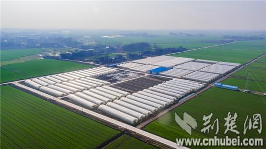 湖北天门:受暴雨洪灾损失900万元 天门菊花基地重现生机