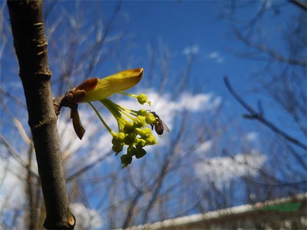 昆明植物园种植的极小种群野生植物漾濞槭花朵.jpg