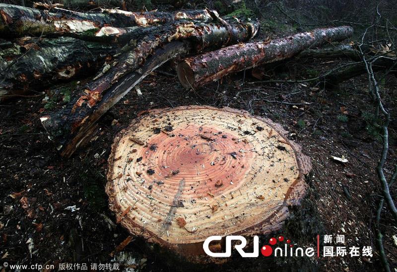 英格兰突发树木“口蹄疫”传染怪病 大量树木无奈被砍