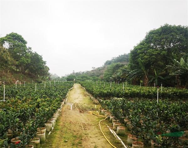 某种植专业合作社非法繁殖生产的棕榈四季茶花.jpg
