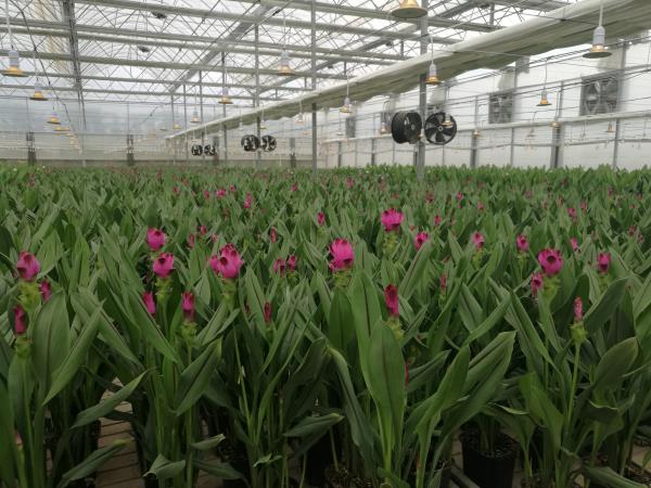 云南玉溪彩云花卉有限公司姜荷花