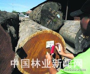 在印尼爪哇，一家木材公司的员工为刚砍伐的树木贴上标签。只要提取木材样本，科研人员就可利用脱氧核糖核酸技术追踪其原产地。这将有助于打击非法伐木活动。