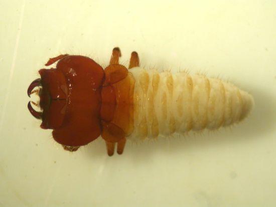 超极端两性异形。ozopemon的雄性主要是为了繁殖目的，这只雄性殖菌蠢虫的下颚和交配器官会正常生长，而其他部分则从幼虫阶段开始停止发育。