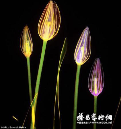 艺术家拍摄“前所未有”的精美x射线花卉照片