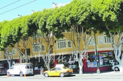 简单高大的旧金山街道绿化
