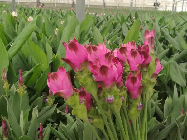 云南玉溪彩云花卉有限公司姜荷花