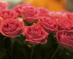 俄罗斯花卉交易所的成立将使零售价格下降30－35%