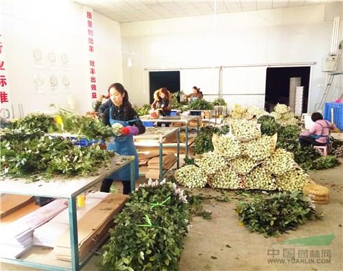 收花点员工在集中分级分扎切花月季