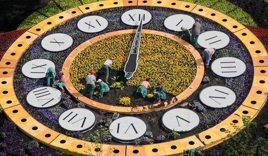 图文：乌克兰14万朵鲜花组成巨型花钟