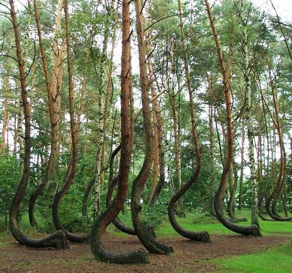 波兰的弯曲森林