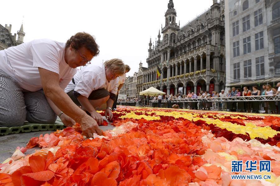 比利时布鲁塞尔开始铺设“鲜花地毯”