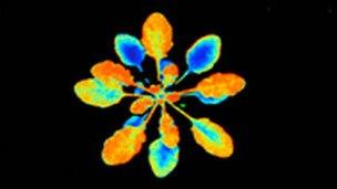 国外科学家发现：植物有“记性” 还会记颜色